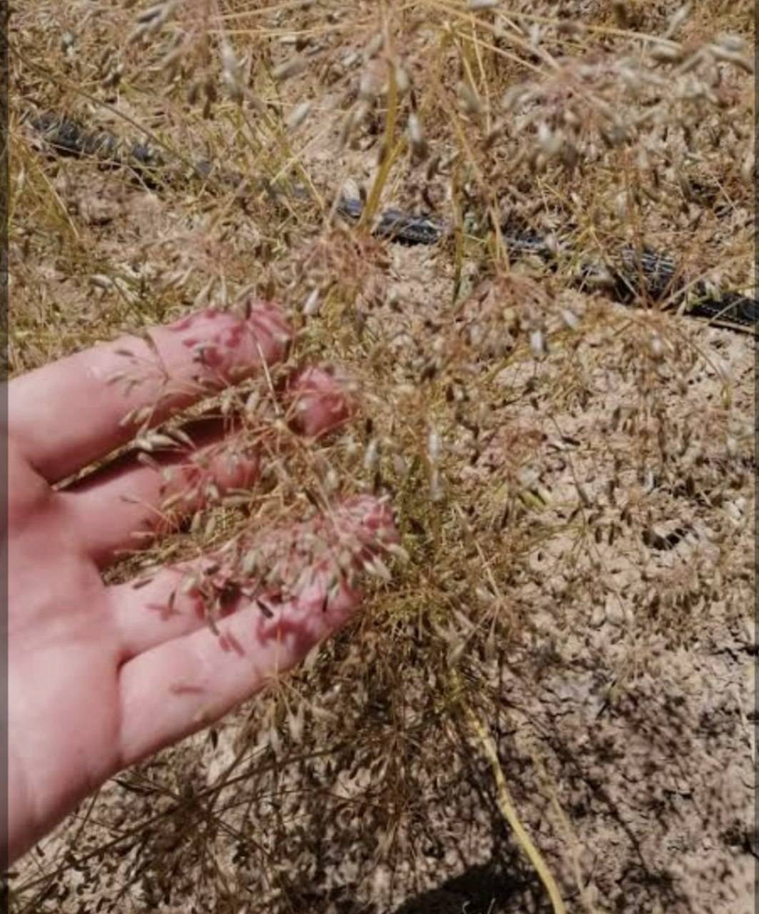 برداشت زیره کوهی در روستای آقداش کلات برداشت زیره کوهی در روستای آقداش کلات
