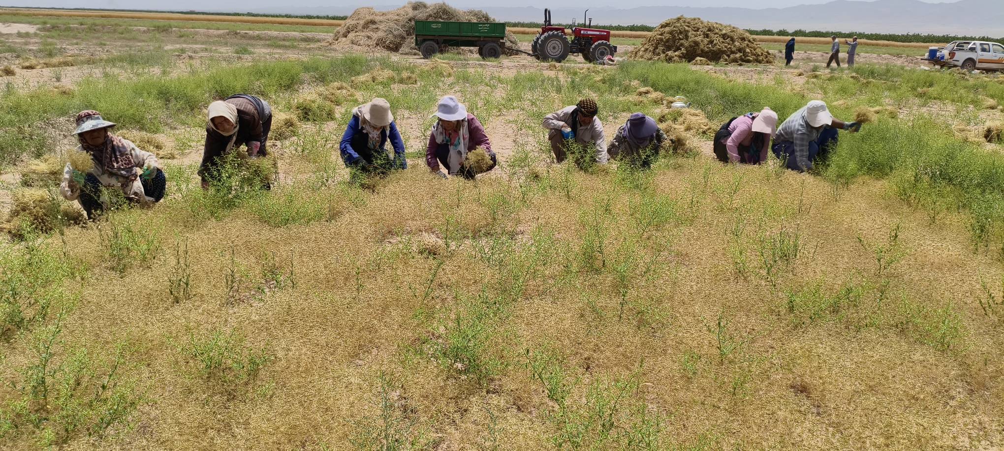پیشبینی برداشت ۶۰۰ تن زیره سبز درخوشاب پیشبینی برداشت ۶۰۰ تن زیره سبز درخوشاب