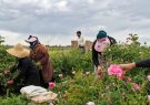برداشت گل محمدی در روستای «فرُخَد» مشهد