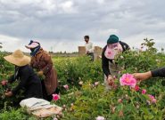 برداشت گل محمدی در روستای «فرُخَد» مشهد