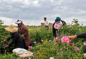 برداشت گل محمدی در روستای «فرُخَد» مشهد