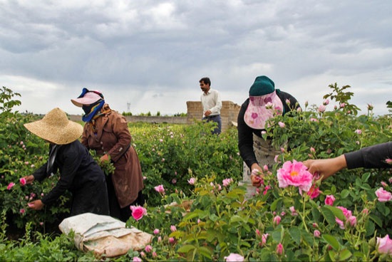 برداشت گل محمدی در روستای «فرُخَد» مشهد برداشت گل محمدی در روستای «فرُخَد» مشهد