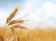 آغاز خرید تضمینی گندم در خراسان رضوی