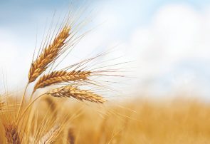 آغاز خرید تضمینی گندم در خراسان رضوی