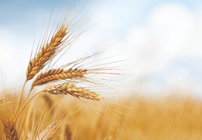 آغاز خرید تضمینی گندم در خراسان رضوی