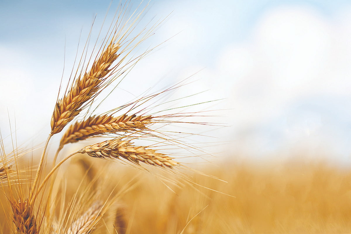 آغاز خرید تضمینی گندم در خراسان رضوی آغاز خرید تضمینی گندم در خراسان رضوی