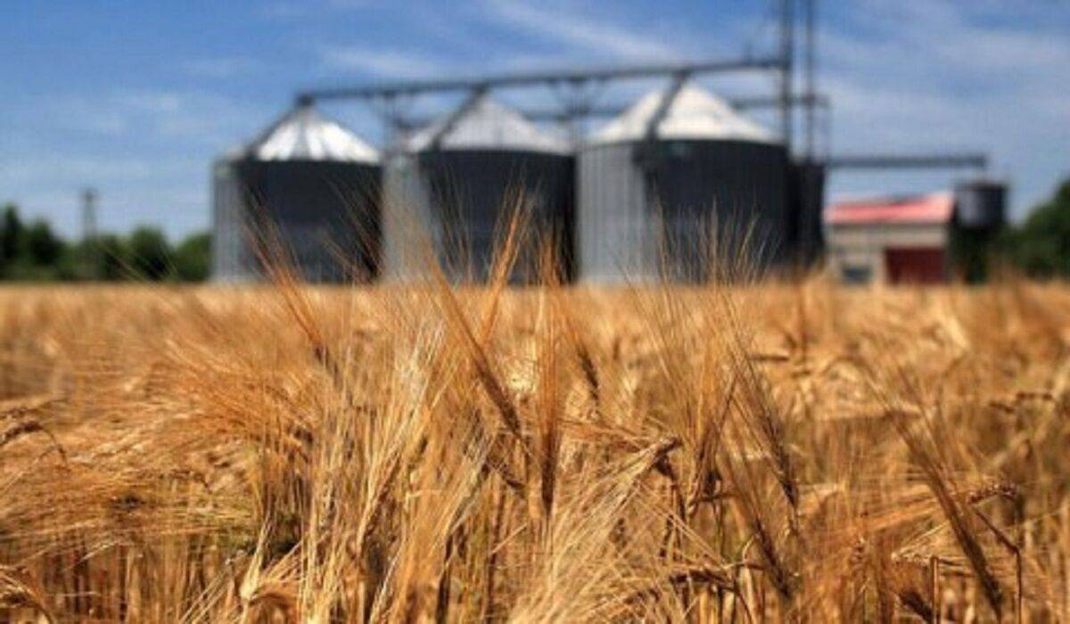 خرید ۱۷ هزار تن گندم به نرخ تضمینی در تایباد خراسان رضوی تاکنون خرید ۱۷ هزار تن گندم به نرخ تضمینی در تایباد خراسان رضوی تاکنون