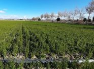 کشت دانههای روغنی کلزا و کاملینا در بیش از ۳۱۰ هکتار از اراضی جوین کشت دانههای روغنی کلزا و کاملینا در بیش از ۳۱۰ هکتار از اراضی جوین