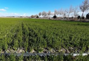 کشت دانههای روغنی کلزا و کاملینا در بیش از ۳۱۰ هکتار از اراضی جوین