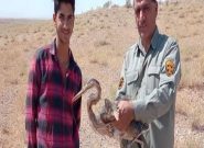 تحویل یک حواصیل مصدوم به محیط زیست سبزوار تحویل یک حواصیل مصدوم به محیط زیست سبزوار