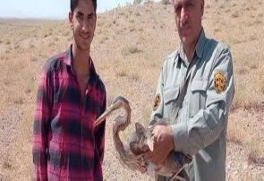 تحویل یک حواصیل مصدوم به محیط زیست سبزوار