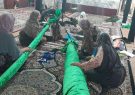 مراسم علم بندان بخش رخ تربت حیدریه با شرکت بانوان برگزار شد