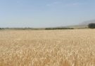 برای نخستین بار کشت ۳/۵ هکتار تریتیکاله در شهرستان باخرز