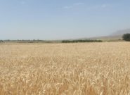 برای نخستین بار کشت ۳/۵ هکتار تریتیکاله در شهرستان باخرز برای نخستین بار کشت ۳/۵ هکتار تریتیکاله در شهرستان باخرز