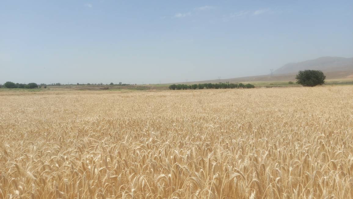 برای نخستین بار کشت ۳/۵ هکتار تریتیکاله در شهرستان باخرز برای نخستین بار کشت ۳/۵ هکتار تریتیکاله در شهرستان باخرز