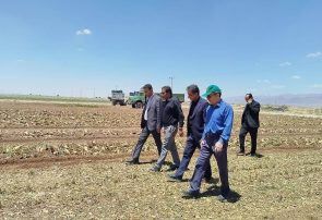 پیش بینی برداشت ۶ هزار تن چغندرقند پاییزه در خراسان رضوی