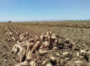 پیشبینی برداشت ۶ هزار تن چغندرقند از مزارع خراسان رضوی پیشبینی برداشت ۶ هزار تن چغندرقند از مزارع خراسان رضوی