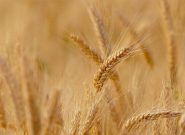 خرید تضمینی حدود ۱۳۰ هزار تن گندم از سوی شبکه تعاون روستایی خراسان رضوی خرید تضمینی حدود ۱۳۰ هزار تن گندم از سوی شبکه تعاون روستایی خراسان رضوی