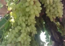 آغاز فصل برداشت انگور از تاکستان های کاشمر