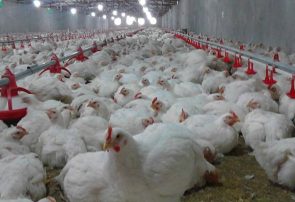 جوین به عنوان یکی ازقطبهای مهم تولید گوشت سفید درخراسان رضوی ، بدون کشتارگاه ویژه طیور