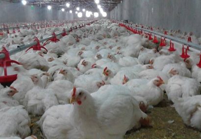جوین به عنوان یکی ازقطبهای مهم تولید گوشت سفید درخراسان رضوی ، بدون کشتارگاه ویژه طیور