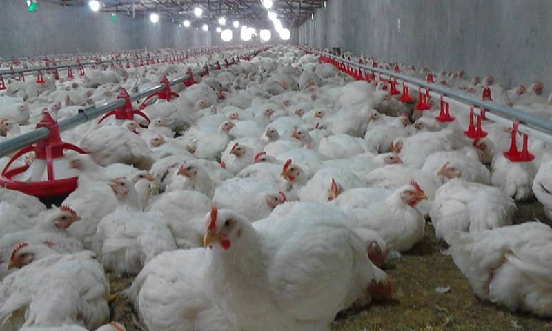 جوین به عنوان یکی ازقطبهای مهم تولید گوشت سفید درخراسان رضوی ، بدون کشتارگاه ویژه طیور جوین به عنوان یکی ازقطبهای مهم تولید گوشت سفید درخراسان رضوی ، بدون کشتارگاه ویژه طیور