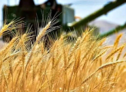 عبور خرید تضمینی گندم در خراسان رضوی از عملکرد خرید در سال گذشته عبور خرید تضمینی گندم در خراسان رضوی از عملکرد خرید در سال گذشته