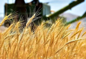 عبور خرید تضمینی گندم در خراسان رضوی از عملکرد خرید در سال گذشته عبور خرید تضمینی گندم در خراسان رضوی از عملکرد خرید در سال گذشته
