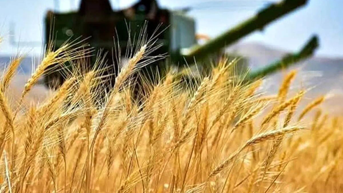 عبور خرید تضمینی گندم در خراسان رضوی از عملکرد خرید در سال گذشته عبور خرید تضمینی گندم در خراسان رضوی از عملکرد خرید در سال گذشته