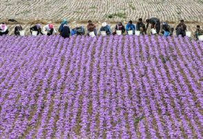 امضا تفاهمنامه راه اندازی مرکز توسعه کسب و کارهای حوزه زعفران در مشهد