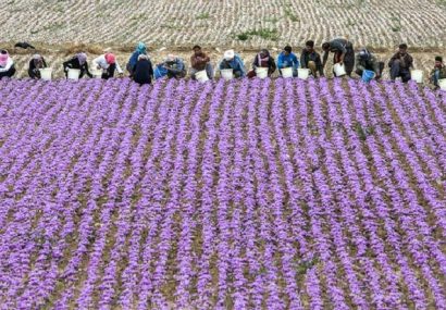 امضا تفاهمنامه راه اندازی مرکز توسعه کسب و کارهای حوزه زعفران در مشهد