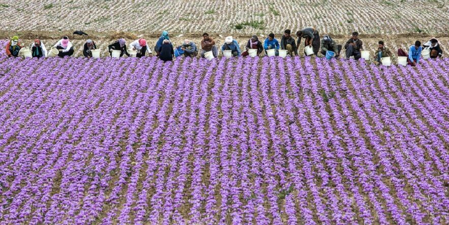 امضا تفاهمنامه راه اندازی مرکز توسعه کسب و کارهای حوزه زعفران در مشهد امضا تفاهمنامه راه اندازی مرکز توسعه کسب و کارهای حوزه زعفران در مشهد