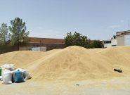 توزیع ۴۰۰ تن نهاده دامی مدت دار میان عشایر بردسکن توزیع ۴۰۰ تن نهاده دامی مدت دار میان عشایر بردسکن