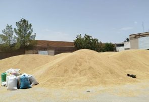 توزیع ۴۰۰ تن نهاده دامی مدت دار میان عشایر بردسکن توزیع ۴۰۰ تن نهاده دامی مدت دار میان عشایر بردسکن