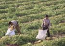 پیش بینی برداشت ۱۷۵ هزار تن خربزه در شهرستان تربت جام