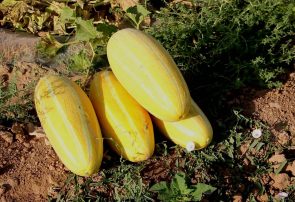 تایباد دارای رتبه دوم تولید خربزه در خراسان رضوی