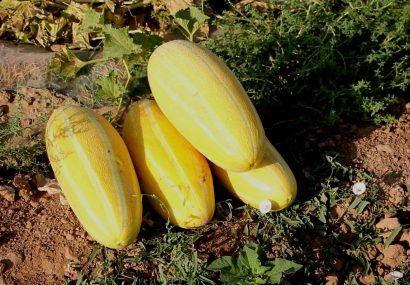 تایباد دارای رتبه دوم تولید خربزه در خراسان رضوی