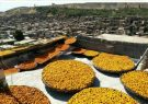 ثبت جشنواره برداشت آلوی شهر خرو در تقویم رویدادهای گردشگری کشور