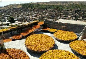 ثبت جشنواره برداشت آلوی شهر خرو در تقویم رویدادهای گردشگری کشور