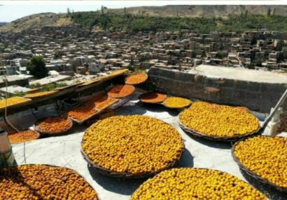 ثبت جشنواره برداشت آلوی شهر خرو در تقویم رویدادهای گردشگری کشور ثبت جشنواره برداشت آلوی شهر خرو در تقویم رویدادهای گردشگری کشور