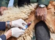 واکسیناسیون رایگان بیش از ۳۰۰ هزار نوبت سر دام در خواف واکسیناسیون رایگان بیش از ۳۰۰ هزار نوبت سر دام در خواف