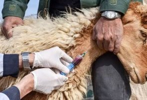 واکسیناسیون رایگان بیش از ۳۰۰ هزار نوبت سر دام در خواف واکسیناسیون رایگان بیش از ۳۰۰ هزار نوبت سر دام در خواف