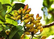 آغاز برداشت پسته از باغات شهرستان خواف آغاز برداشت پسته از باغات شهرستان خواف