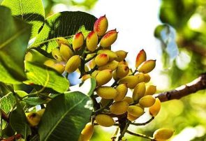 آغاز برداشت پسته از باغات شهرستان خواف آغاز برداشت پسته از باغات شهرستان خواف