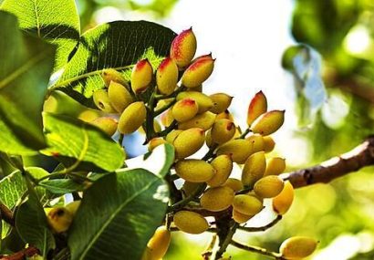 آغاز برداشت پسته از باغات شهرستان خواف آغاز برداشت پسته از باغات شهرستان خواف