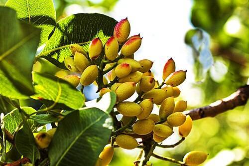 آغاز برداشت پسته از باغات شهرستان خواف آغاز برداشت پسته از باغات شهرستان خواف