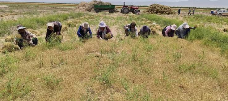 رکوردزنی خراسان رضوی در کشت زیره سبز؛ پیش بینی برداشت ۱۶ هزار تن رکوردزنی خراسان رضوی در کشت زیره سبز؛ پیش بینی برداشت ۱۶ هزار تن