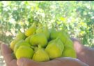 بردسکن، قطب نخست تولید انجیر در خراسان رضوی