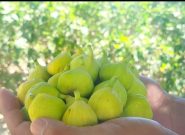 بردسکن، قطب نخست تولید انجیر در خراسان رضوی بردسکن، قطب نخست تولید انجیر در خراسان رضوی