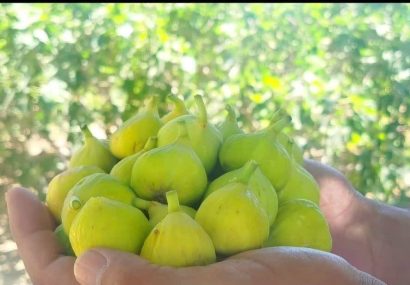 بردسکن، قطب نخست تولید انجیر در خراسان رضوی